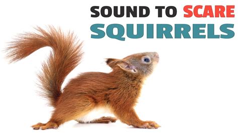 Plant a Variety of Squirrel-Proof Flowers · Use Strong Odors · Spray Squirrel Deterrents · Remove Sources of Food & Water · Scare Them Away. . Hawk sounds to scare squirrels away